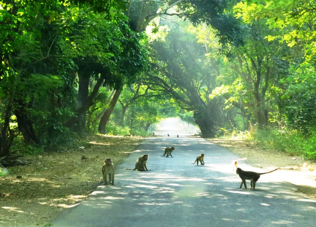 sanjay gandhi nation park